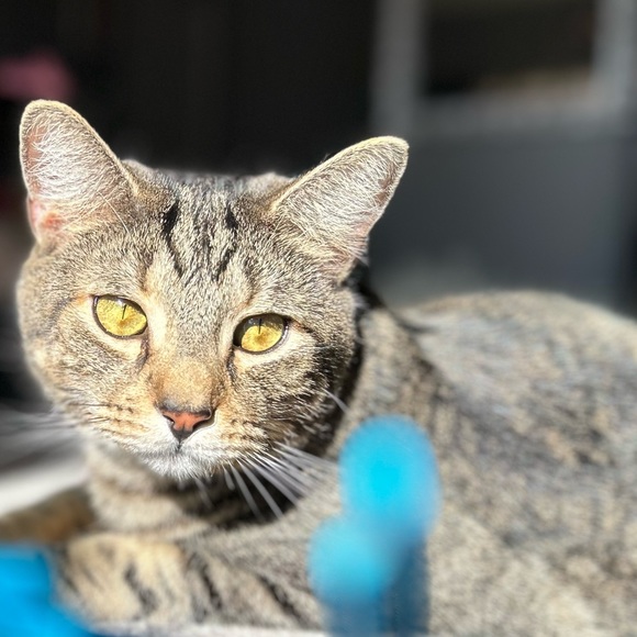 Meet your Posher, Amanda - Picture 2 of 3